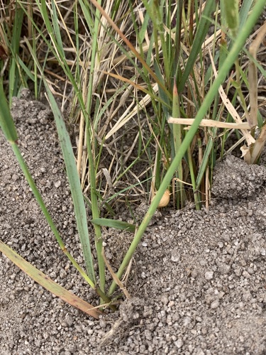 Image of Micranthus plantagineus by (c) Matthew Fainman, some rights reserved (CC BY)