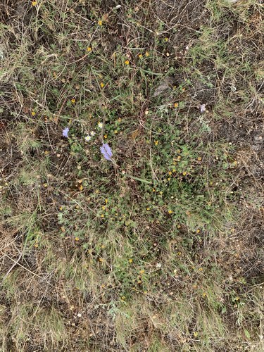 Image of Needleleaf Combflower by (c) Matthew Fainman, some rights reserved (CC BY)