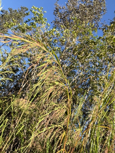 Lyon's grass (Themeda villosa)