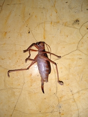 Nastonotus foreli