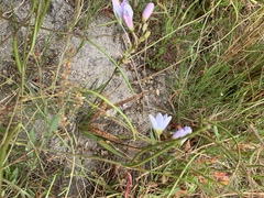 Ixia monadelpha