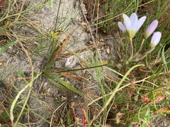 Ixia monadelpha