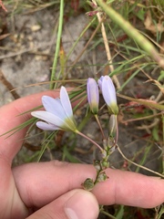 Ixia monadelpha