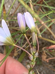 Ixia monadelpha