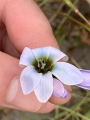 Ixia monadelpha