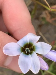 Ixia monadelpha