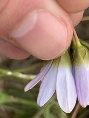 Ixia monadelpha
