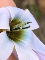 Ixia monadelpha