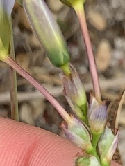 Ixia monadelpha