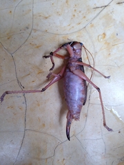 Nastonotus foreli