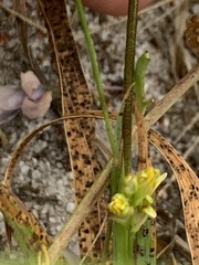 Ixia monadelpha