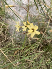 Ixia paniculata