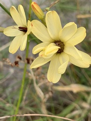 Ixia paniculata
