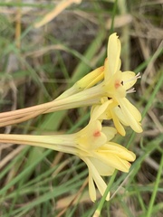 Ixia paniculata