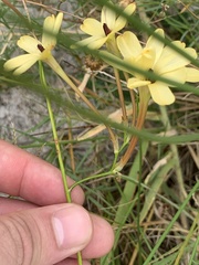 Ixia paniculata