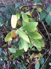 Hylotelephium telephium