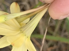 Ixia paniculata