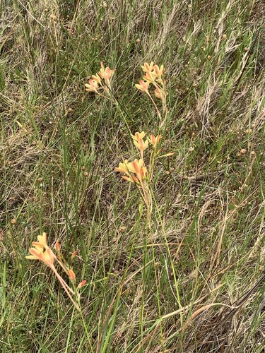 Image of Ixia paniculata by (c) Matthew Fainman, some rights reserved (CC BY)