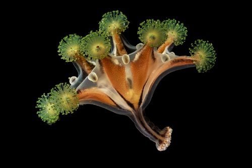 Haliclystus sanjuanensis