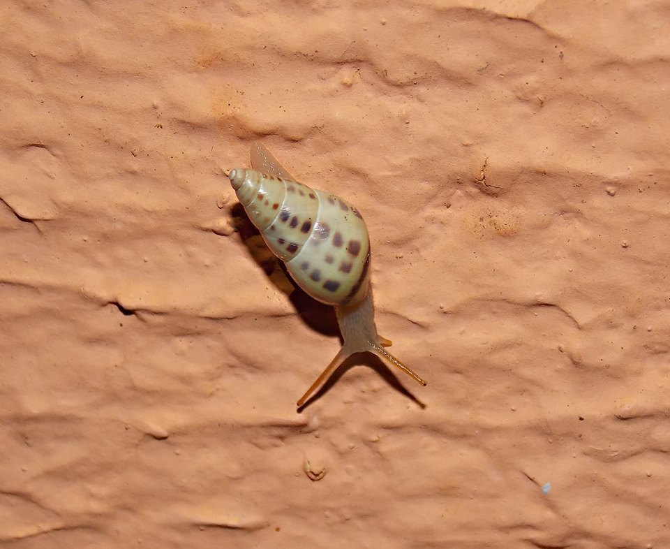 Antidrymaeus interpunctus