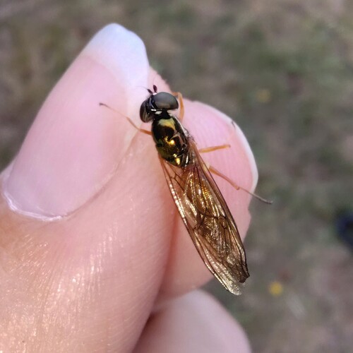 Unknown species found near Eastside, Tacoma, WA, USA
