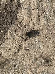 Sphenophorus coesifrons