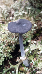 Fungi