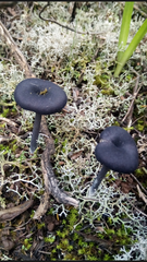 Fungi