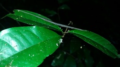 Sipyloidea larryi