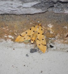 Xanthomelaena schematias