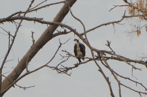 Avistamiento Águila pescadora (Marismas Tinto-Odiel)