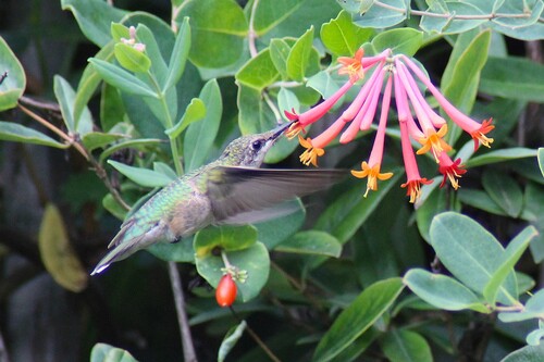 Ruby-throated Hummingbird photographed in Ohio
