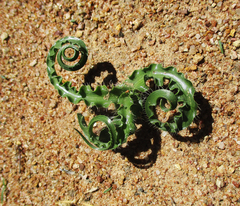 Dipcadi rigidifolium