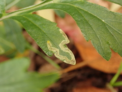 Phytomyza artemisivora