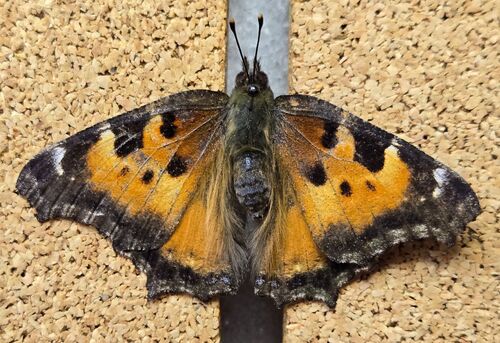 California Tortoiseshell