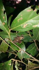 Ephippitytha kuranda