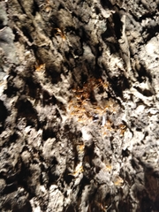 Oecophylla smaragdina