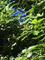 Heliconius charithonia