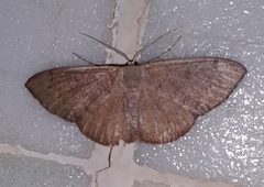 Cosymbiini