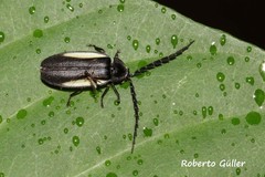 Lampyridae