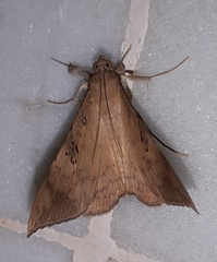 Oxyodes scrobiculata