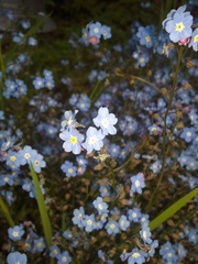 Myosotis secunda