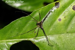 Progonyleptoidellinae