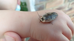 Gyna caffrorum