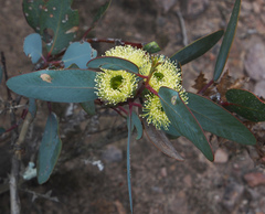Eucalyptus preissiana