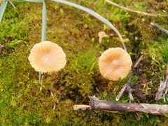 Galerina