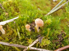 Galerina