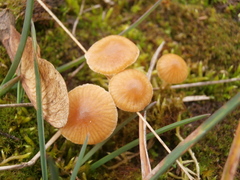 Galerina