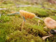 Galerina