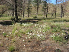 Ornithogalum dubium